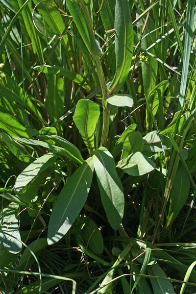 Senecio morisii, Senecione di Moris