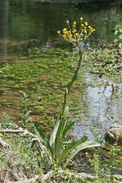 Senecio morisii, Senecione di Moris