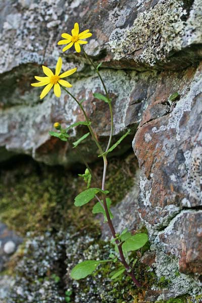 Senecio sardous, Senecione montanino, Erba de cardeddinas, Erba de cardellinas