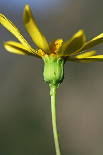 Senecio sardous, Senecione montanino, Erba de cardeddinas, Erba de cardellinas