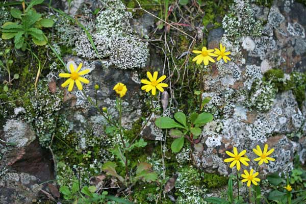 Senecio sardous, Senecione montanino, Erba de cardeddinas, Erba de cardellinas