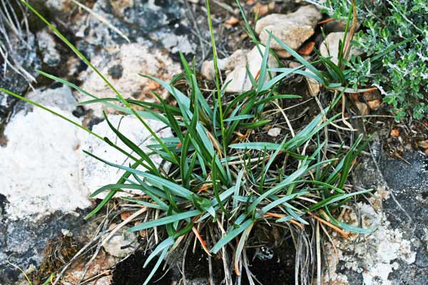 Sesleria insularis subsp. barbaricina, Sesleria barbaricina