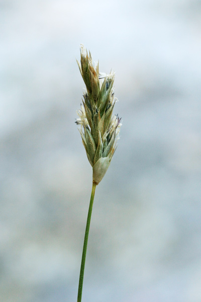 Sesleria insularis subsp. barbaricina, Sesleria barbaricina