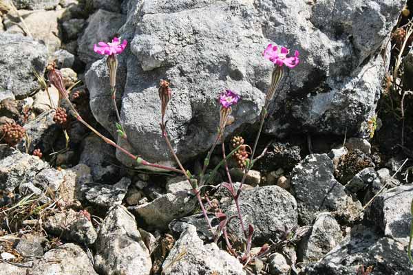 Silene morisiana, Silene di Moris