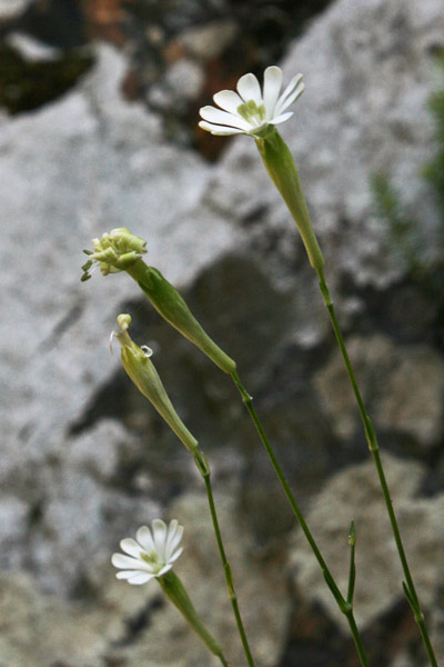 Silene nodulosa