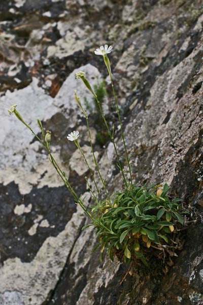 Silene nodulosa