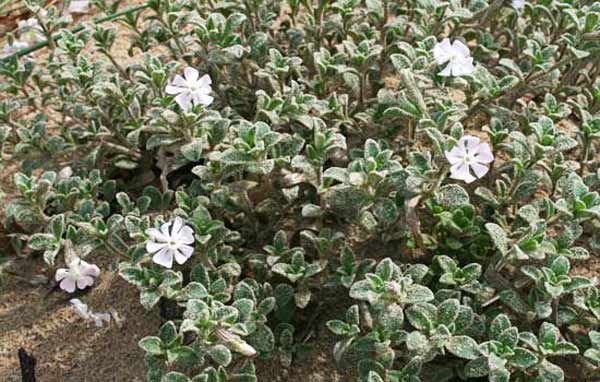 Silene succulenta subsp. corsica, Silene di Corsica