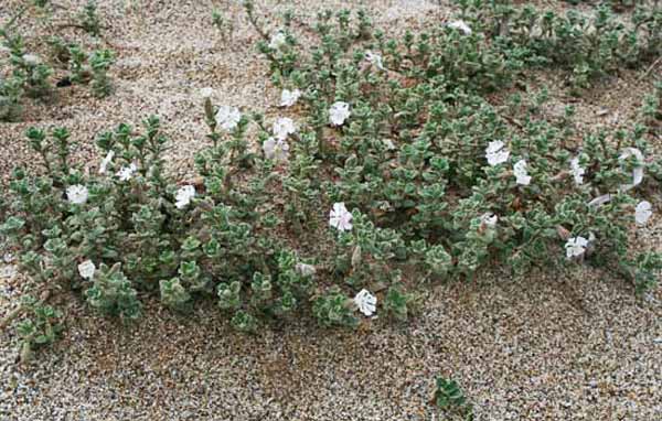 Silene succulenta subsp. corsica, Silene di Corsica