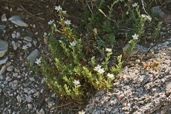 Spergularia macrorhiza, Spergularia con radice robusta