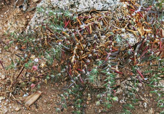 Spergularia macrorhiza, Spergularia con radice robusta