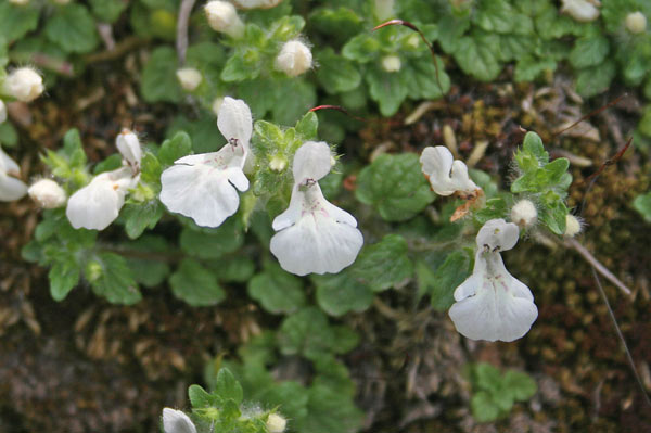 Stachys corsica, Stachide di Corsica, Stregona di Corsica