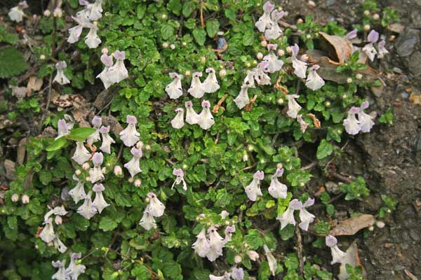 Stachys corsica, Stachide di Corsica, Stregona di Corsica