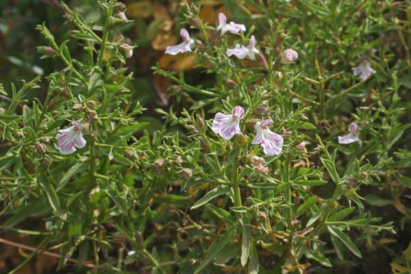 Stachys glutinosa, Betonica fetida, Stachide spinosa, Stregona spinosa, Allue fogu, Bronzeddu, Locasu, Lucrexiu, Murgueu