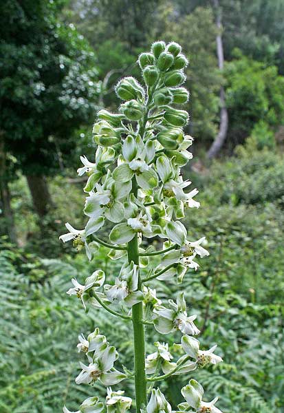 Staphisagria requienii subsp. picta, Speronella variopinta, Ammazzapiogu, Bocchipiogu, Boccipriogu, Matapriogu