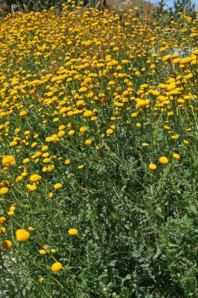 Tanacetum audibertii, Erba-amara sardo-corsa