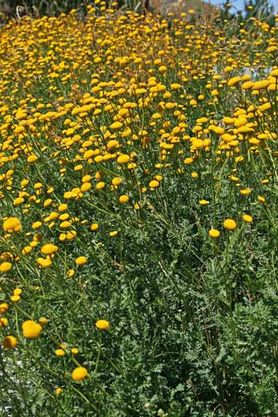 Tanacetum audibertii, Erba-amara sardo-corsa