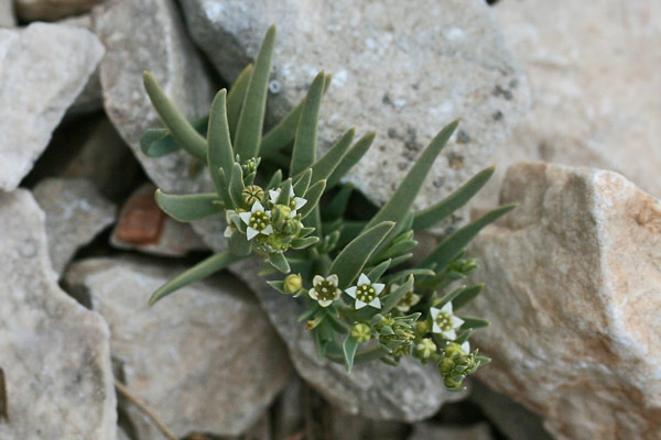 Thesium italicum, Linaiola italica