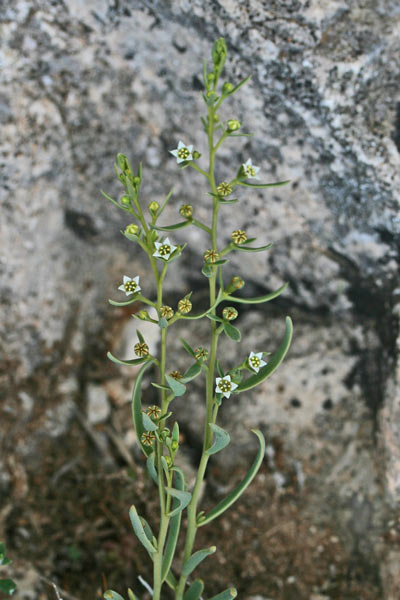 Thesium italicum, Linaiola italica