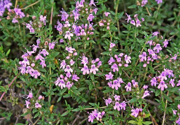 Thymus herba-barona, Timo erba barona, Timo sardo, Armidda, Tumu, Tumbu