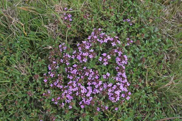 Thymus herba-barona, Timo erba barona, Timo sardo, Armidda, Tumu, Tumbu