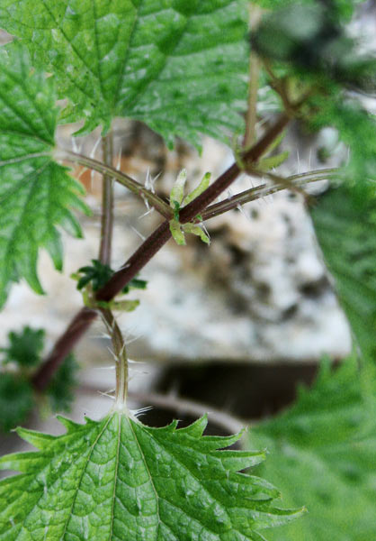 Urtica atrovirens, Ortica degli ovili, Ortica verde scura, Orticata 'e cuilargia, Pistiori, Ustricata 'e cuilargia