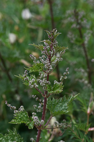 Urtica atrovirens, Ortica degli ovili, Ortica verde scura, Orticata 'e cuilargia, Pistiori, Ustricata 'e cuilargia