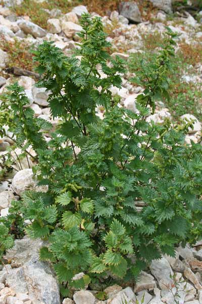 Urtica atrovirens, Ortica degli ovili, Ortica verde scura, Orticata 'e cuilargia, Pistiori, Ustricata 'e cuilargia