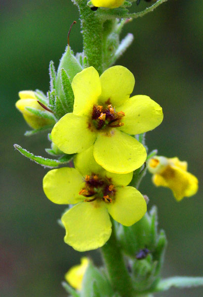 Verbascum conocarpum, Verbasco di Sardegna, Cadumbu, Trovodda