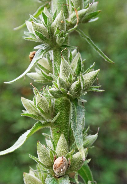 Verbascum conocarpum, Verbasco di Sardegna, Cadumbu, Trovodda