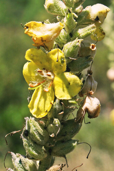 Verbascum plantagineum, Verbasco piantagineo, Cadumbu