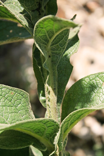 Verbascum plantagineum, Verbasco piantagineo, Cadumbu