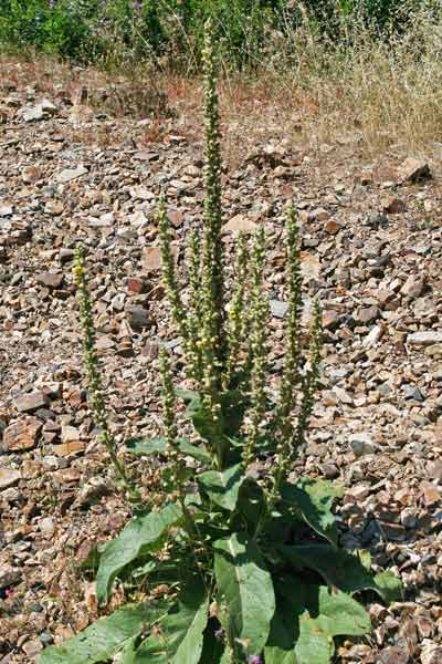 Verbascum plantagineum, Verbasco piantagineo, Cadumbu