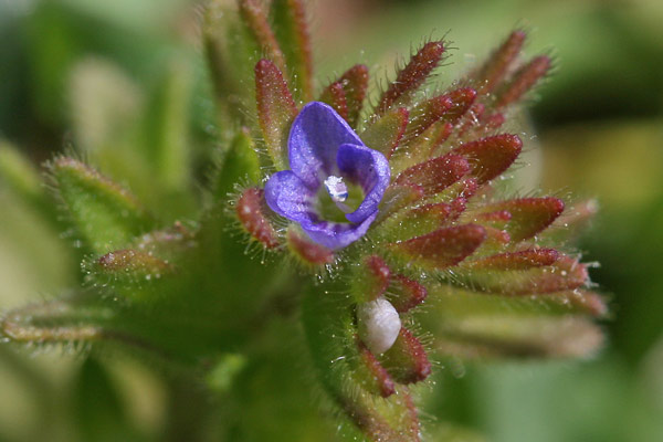 Veronica verna subsp. brevistyla, Veronica a stilo breve