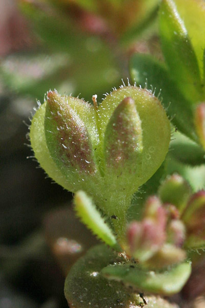 Veronica verna subsp. brevistyla, Veronica a stilo breve