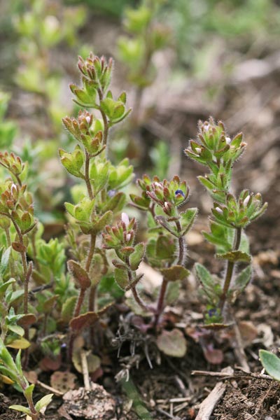 Veronica verna subsp. brevistyla, Veronica a stilo breve