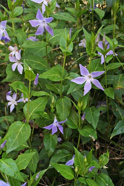 Vinca difformis subsp. sardoa, Pervinca sarda, Brunica, Froinca, Pruinca