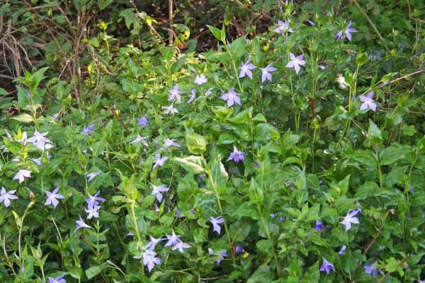 Vinca difformis subsp. sardoa, Pervinca sarda, Brunica, Froinca, Pruinca