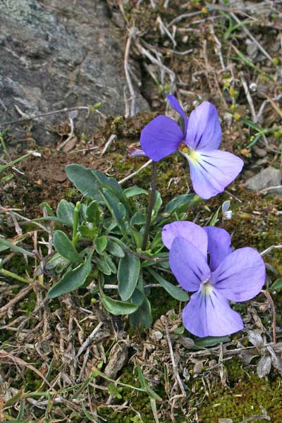 Viola limbarae, Viola del monte Limbara, Friobas