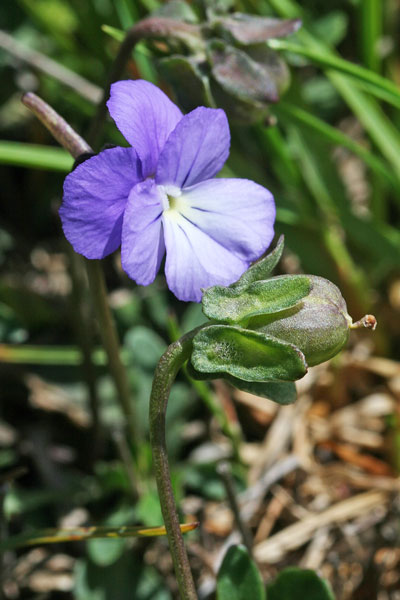 Viola limbarae, Viola del monte Limbara, Friobas