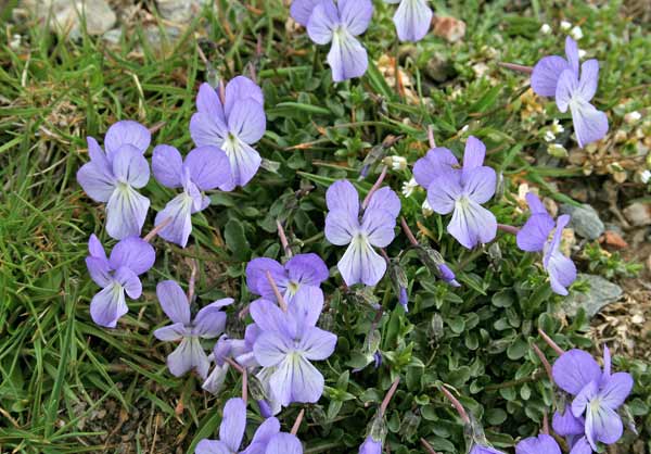 Viola limbarae, Viola del monte Limbara, Friobas