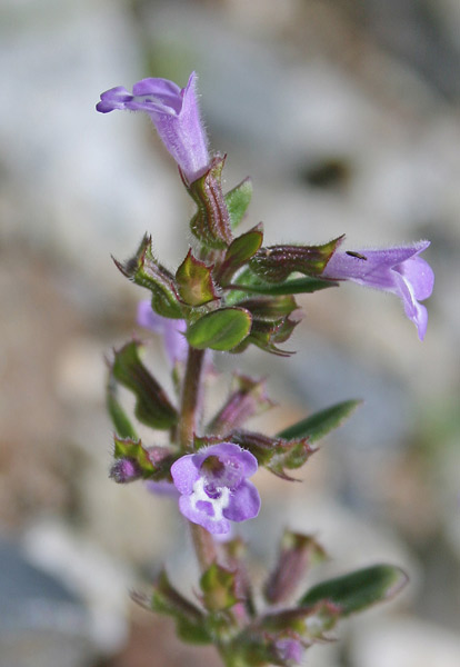 Ziziphora sardoa, Acino sardo