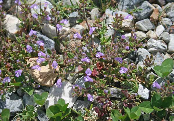 Ziziphora sardoa, Acino sardo