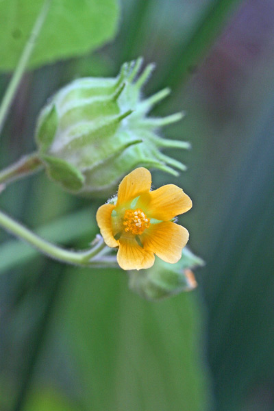 Abutilon theophrasti, Abutilo di Avicenna, Altea di Teofrasto, Cencio molle