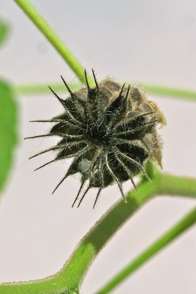 Abutilon theophrasti, Abutilo di Avicenna, Altea di Teofrasto, Cencio molle