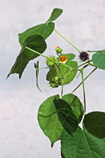 Abutilon theophrasti, Abutilo di Avicenna, Altea di Teofrasto, Cencio molle