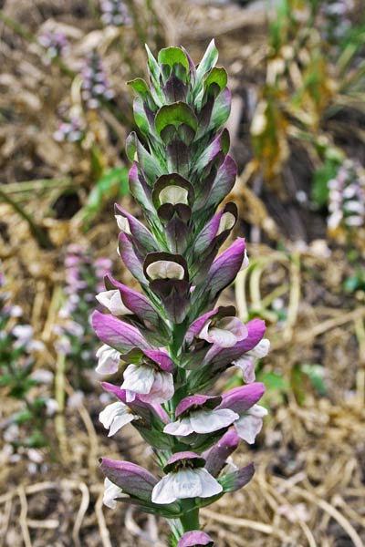 Acanthus mollis, Branca orsina, Brancalupo, Acantu, Folla de Santu Giorgi, Folla de Santu Nicola