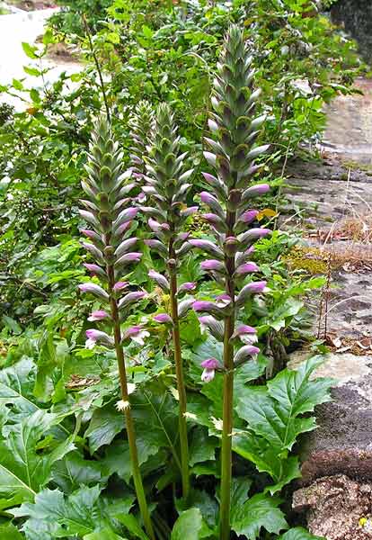 Acanthus mollis, Branca orsina, Brancalupo, Acantu, Folla de Santu Giorgi, Folla de Santu Nicola