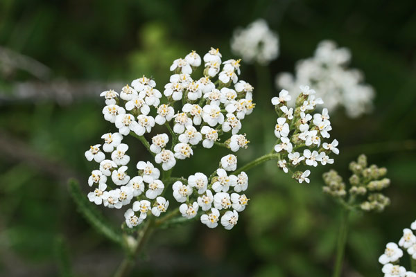 Achillea collina, Achillea, Millefoglio, Millefoglio comune, Sanguinella, Baleriana mascu, Erba de feridas