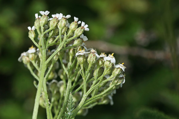 Achillea collina, Achillea, Millefoglio, Millefoglio comune, Sanguinella, Baleriana mascu, Erba de feridas