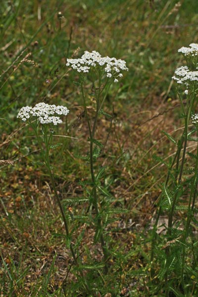 Achillea collina, Achillea, Millefoglio, Millefoglio comune, Sanguinella, Baleriana mascu, Erba de feridas